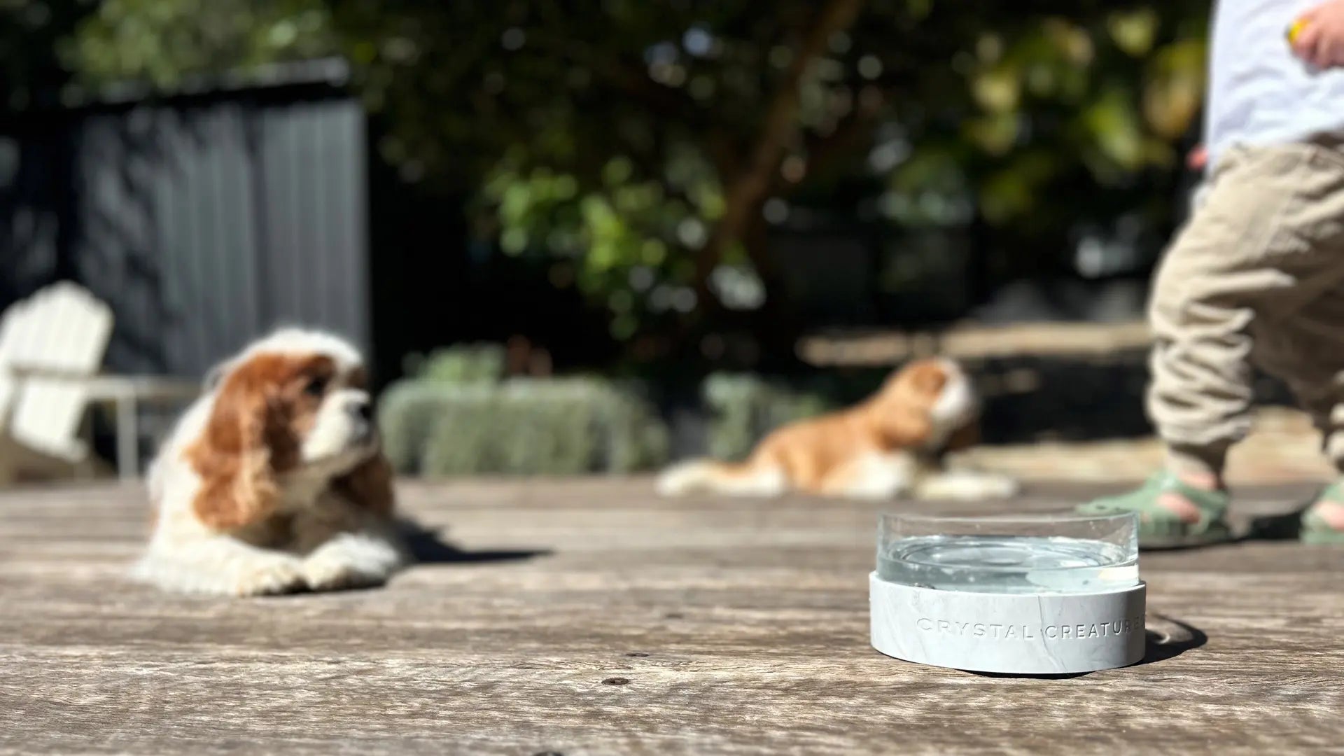 Small dog lying on a wooden deck with a toddler and another dog in the background and a crystal elixir pet water bowl