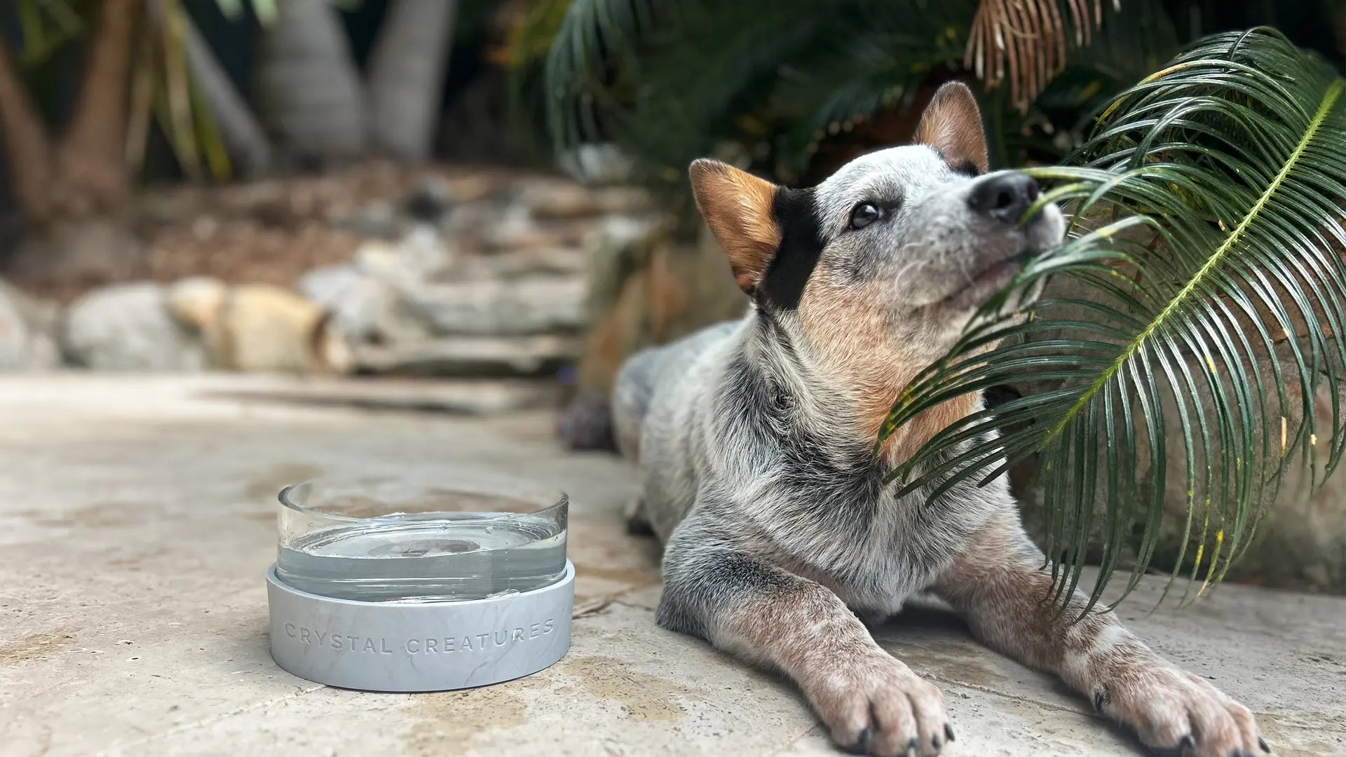 Dog lying down with a crystal elixir pet water bowl nearby, surrounded by greenery.
