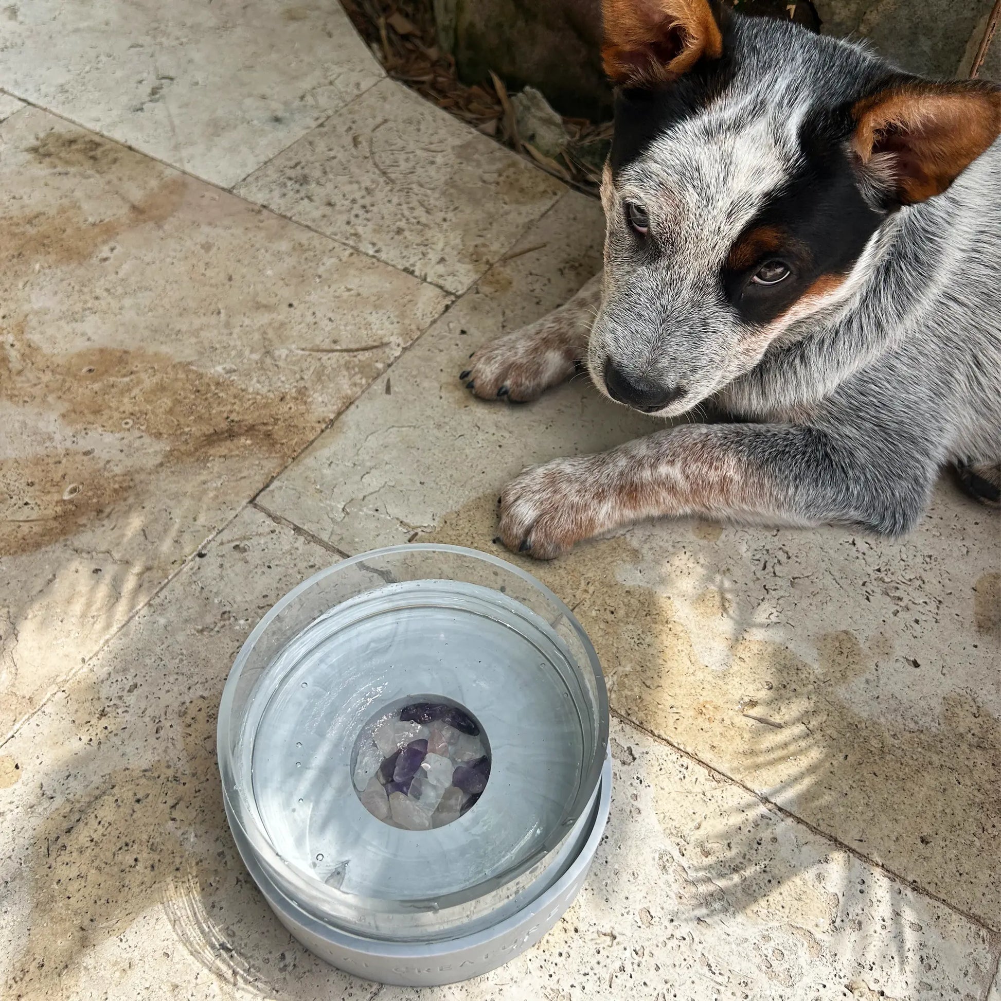 Dog sitting on a stone floor next to a Crystal Elixir Pet Water Bowl 