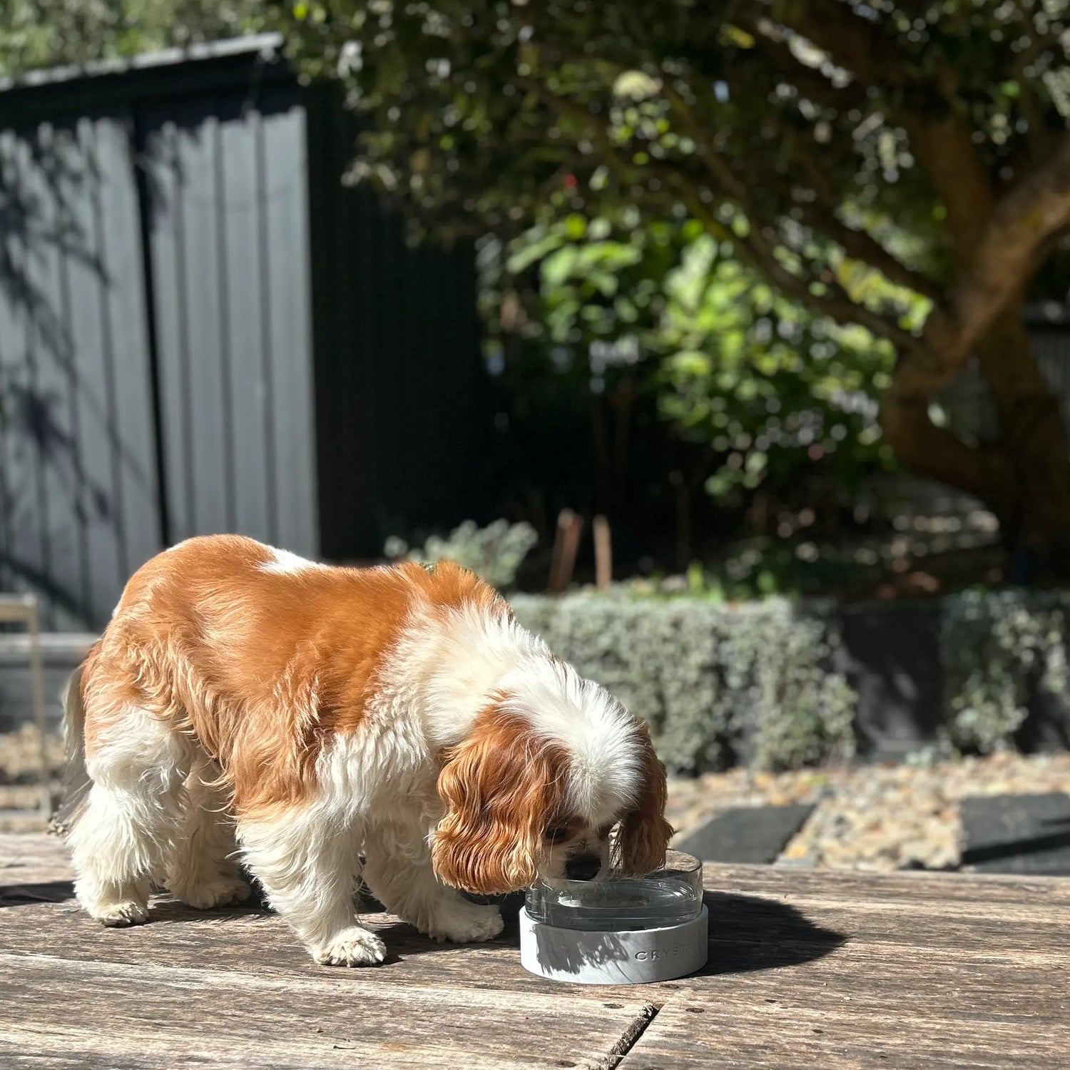 Dog drinking from a Crystal Elixir Pet Water Bowl on a wooden deck with a garden background