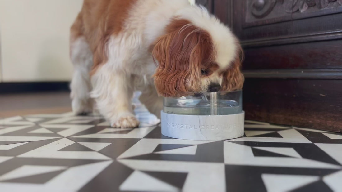 Dog drinking out of Crystal Elixir Pet Water Bowl in kitchen